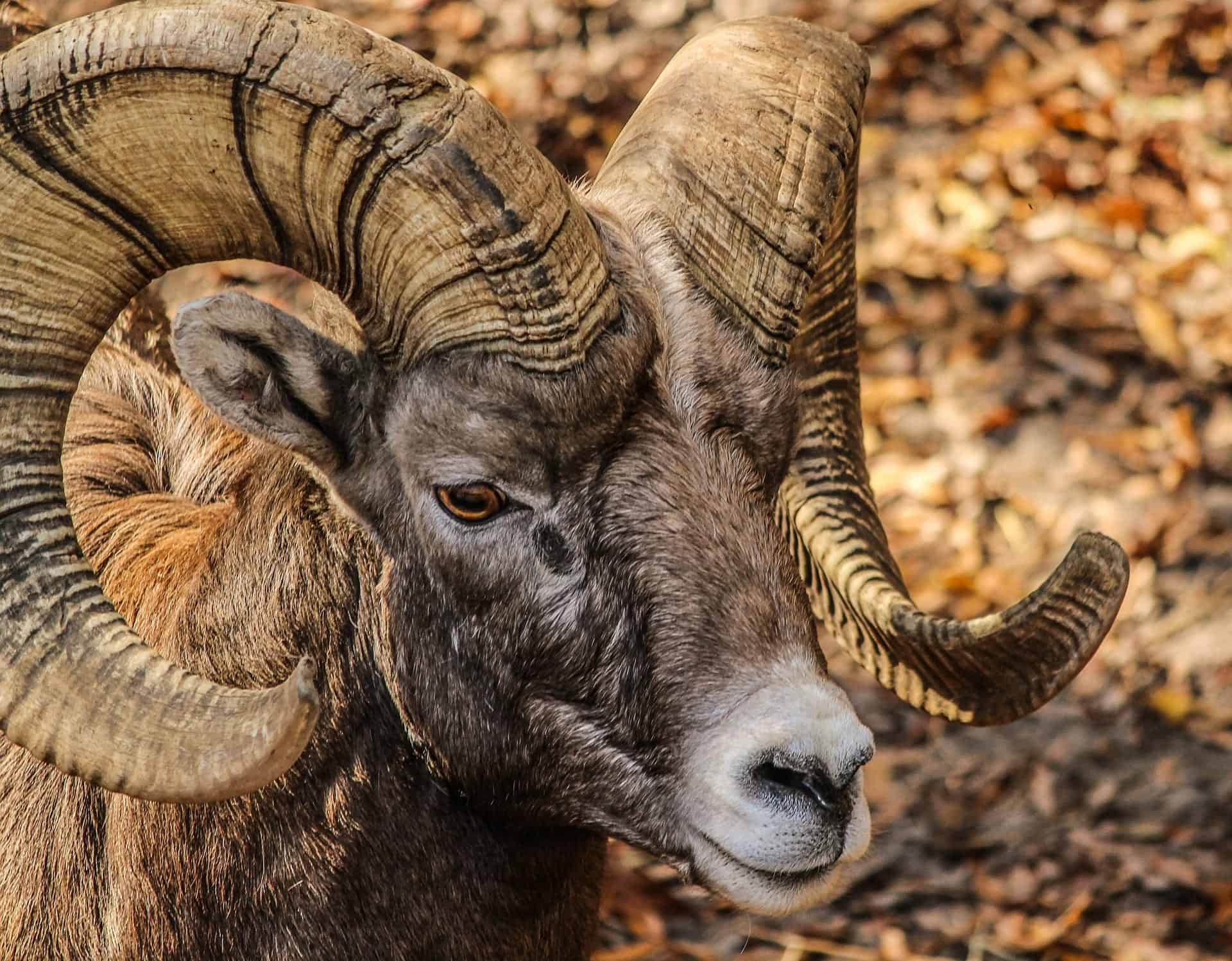 U of R Rams
