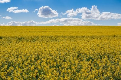 A photo of canola fields, with the classic bright blue Prairies skies in the background.