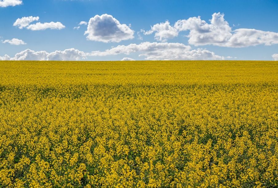 A photo of canola fields, with the classic bright blue Prairies skies in the background.