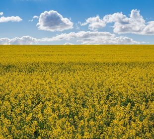 A photo of canola fields, with the classic bright blue Prairies skies in the background.
