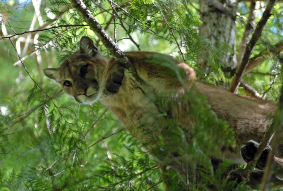 A cougar hiding behind some tree branches.