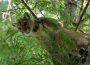 A cougar hiding behind some tree branches.