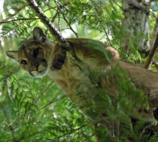 A cougar hiding behind some tree branches.