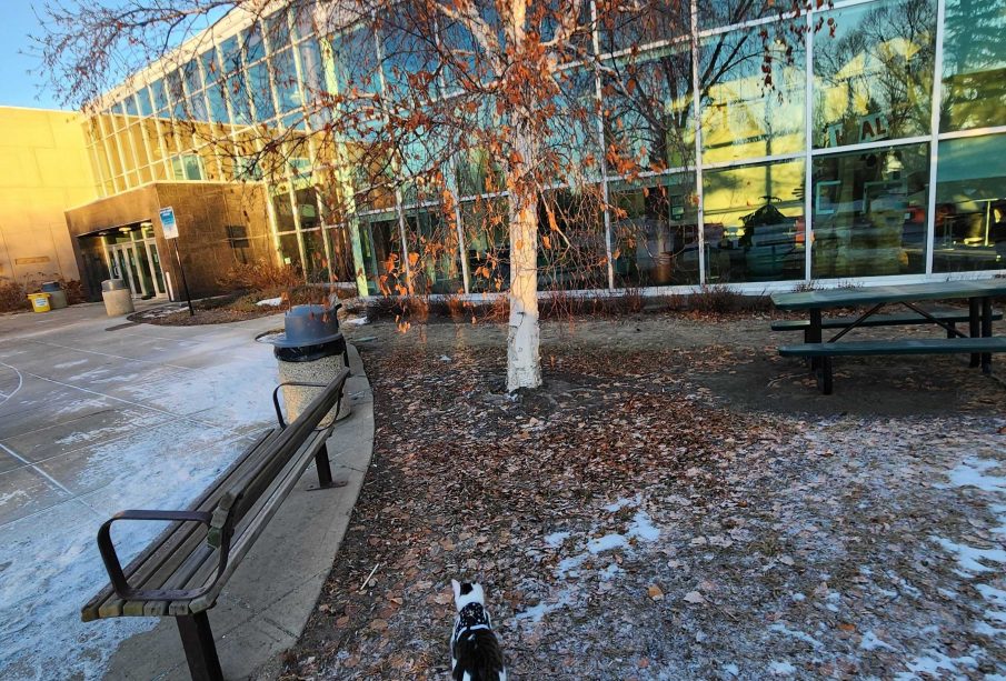 A cat on a leash, walking outside the Riddell Centre.