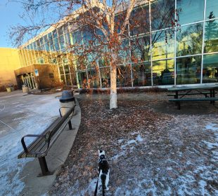 A cat on a leash, walking outside the Riddell Centre.