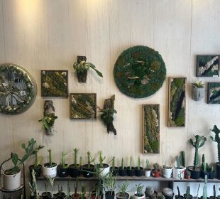 A photo of Succulios Studio’s wall, full of succulent and moss art, there are shelves that are covered in cacti just below the wall of art.