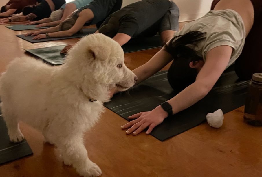  A photo of a puppy yoga class in progress. Yoga participants are mid-stretch, and a white puppy is standing in front of them.