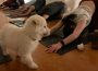  A photo of a puppy yoga class in progress. Yoga participants are mid-stretch, and a white puppy is standing in front of them.