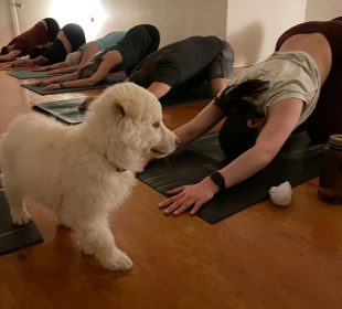  A photo of a puppy yoga class in progress. Yoga participants are mid-stretch, and a white puppy is standing in front of them.
