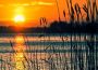 A photo of a sunset taken over a large body of water. In the foreground of the photo are tall, thin water plants.