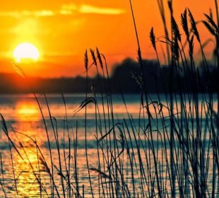 A photo of a sunset taken over a large body of water. In the foreground of the photo are tall, thin water plants.