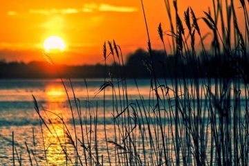 A photo of a sunset taken over a large body of water. In the foreground of the photo are tall, thin water plants.