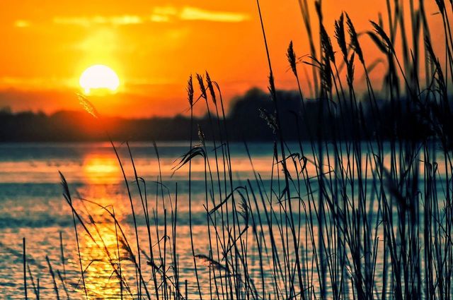A photo of a sunset taken over a large body of water. In the foreground of the photo are tall, thin water plants.