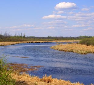 A body of water is pictured. There is greenery and tan plants growing around it. The sky is bright blue, with a few fluffy, white clouds.