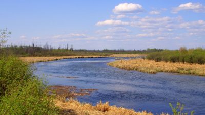 A body of water is pictured. There is greenery and tan plants growing around it. The sky is bright blue, with a few fluffy, white clouds.