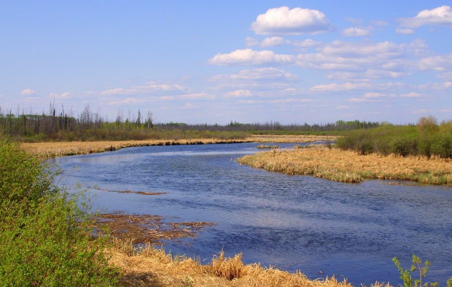 A body of water is pictured. There is greenery and tan plants growing around it. The sky is bright blue, with a few fluffy, white clouds.