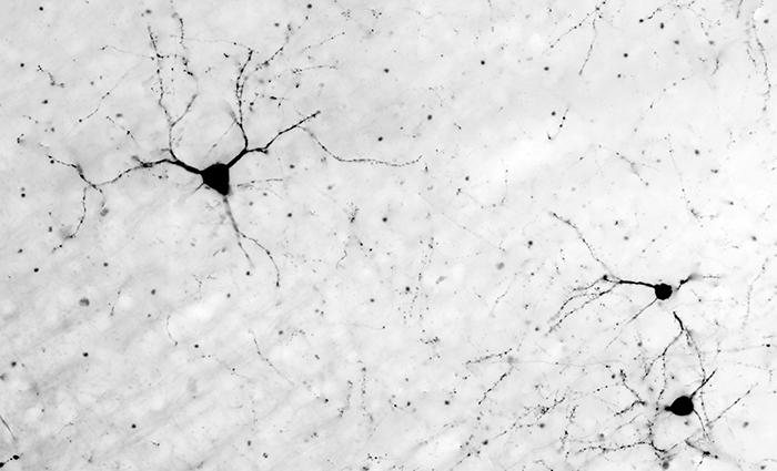 A black and white image of brainwaves