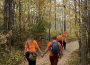 Four people wearing orange shirts walk on a path flanked by tall birch trees.