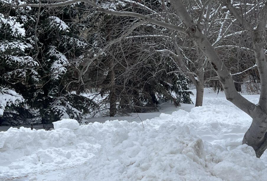 A heap of plowed snow is in the foreground of a photograph, there are evergreen trees with snow heaped on them in the background