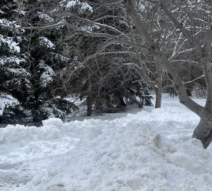 A heap of plowed snow is in the foreground of a photograph, there are evergreen trees with snow heaped on them in the background