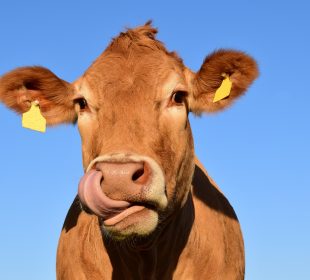 A tan-coloured cow licks its face. The sky behind them is blue, and their face nearly fills the entirety of the frame.