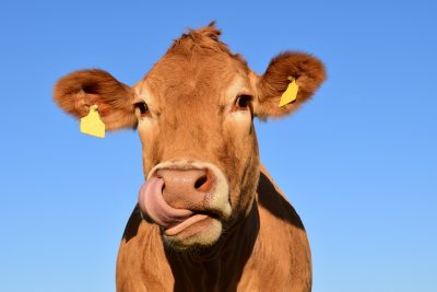 A tan-coloured cow licks its face. The sky behind them is blue, and their face nearly fills the entirety of the frame.
