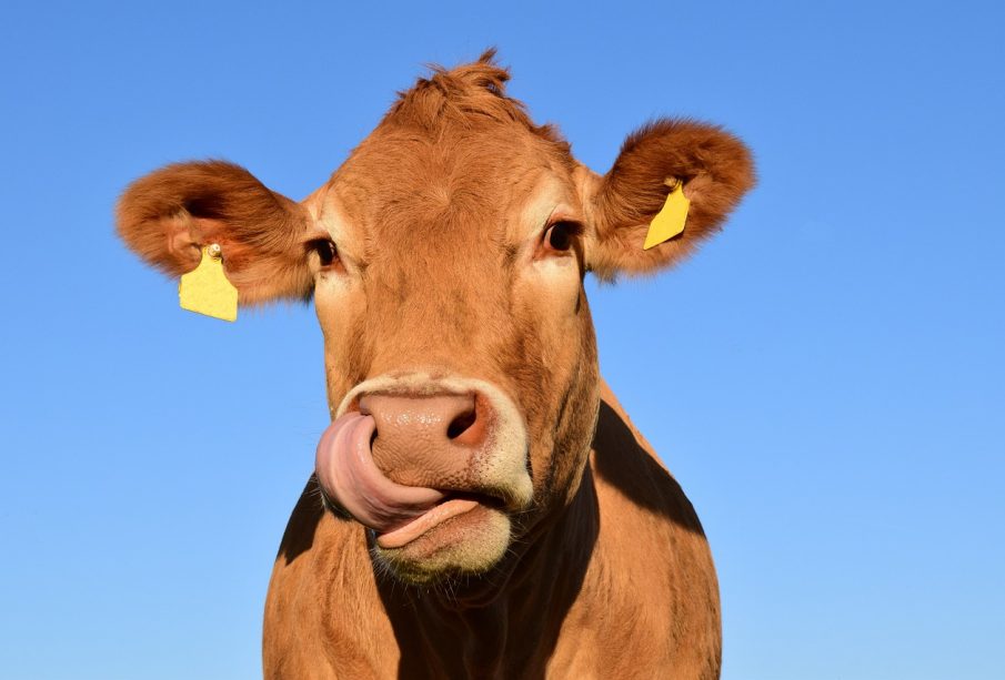 A tan-coloured cow licks its face. The sky behind them is blue, and their face nearly fills the entirety of the frame.
