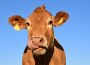 A tan-coloured cow licks its face. The sky behind them is blue, and their face nearly fills the entirety of the frame.