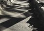 A photo of the Wascana trails, with lights and shadows forming an eerie pattern.