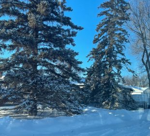 Two spruce trees against a blue sky and atopa shiny, white snowbank.