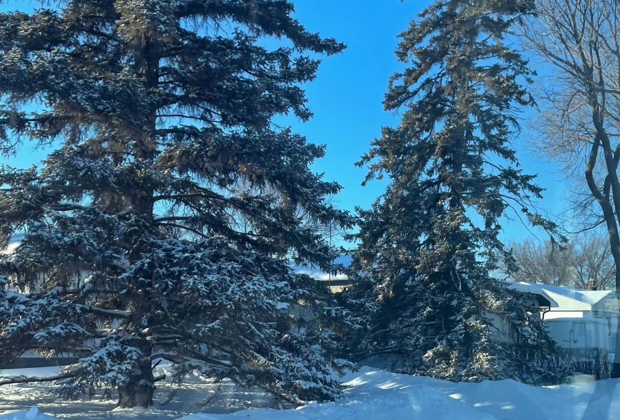 Two spruce trees against a blue sky and atopa shiny, white snowbank.