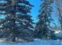 Two spruce trees against a blue sky and atopa shiny, white snowbank.
