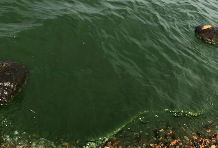 Mermaids hold a special place in pop culture.