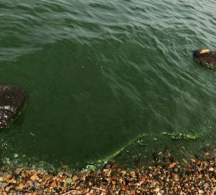 Mermaids hold a special place in pop culture.