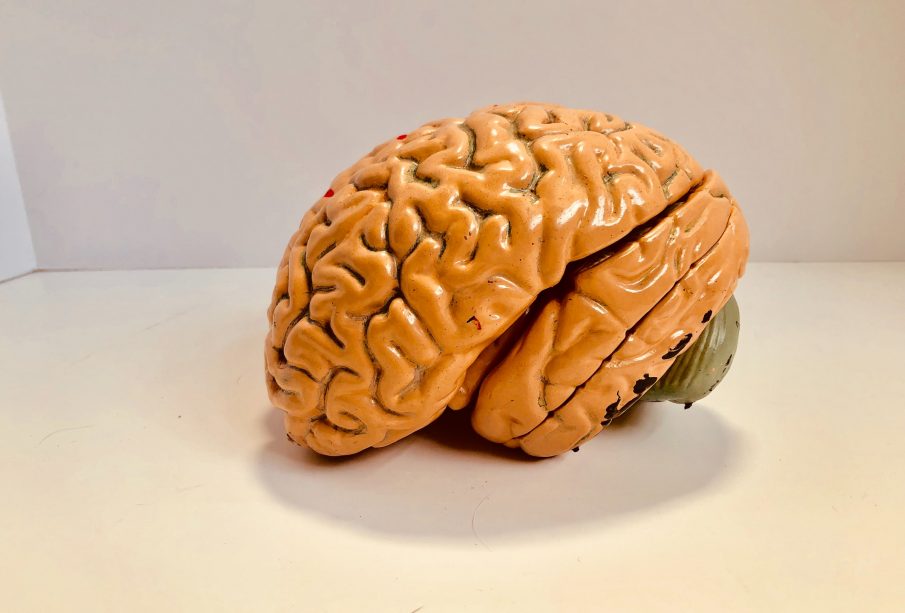 An orange, plastic, realistic model of the human brain placed upon a white surface