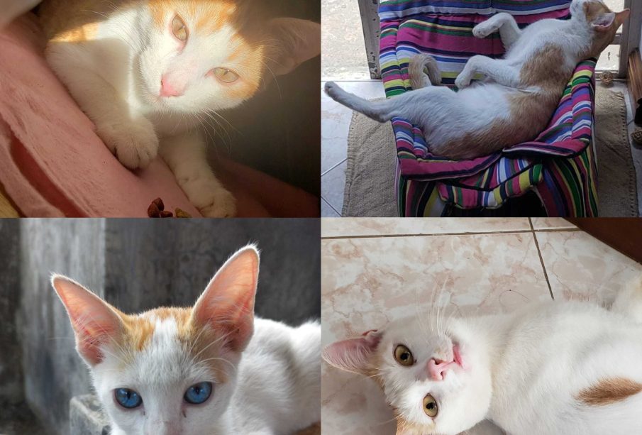 Four photos are in this image of the author’s cats which are orange and white, one has blue eyes and one has yellow.