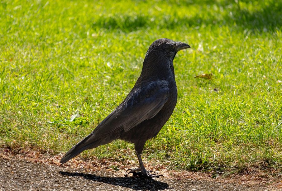 A crow stands on a dirt road in front of a grassy lawn.