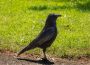 A crow stands on a dirt road in front of a grassy lawn.