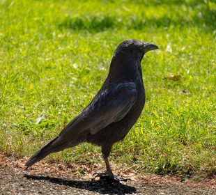 A crow stands on a dirt road in front of a grassy lawn.