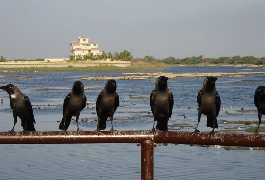 Six crows sit on a handrail in front of a multi-level house, separated by a swampy, marshy area with many other birds in the background.