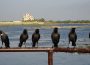 Six crows sit on a handrail in front of a multi-level house, separated by a swampy, marshy area with many other birds in the background.