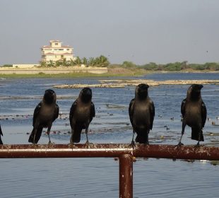 Six crows sit on a handrail in front of a multi-level house, separated by a swampy, marshy area with many other birds in the background.