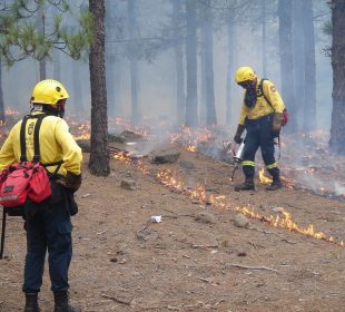 Two firefighters walk in a forest, trying to protect it from forest fire damage.