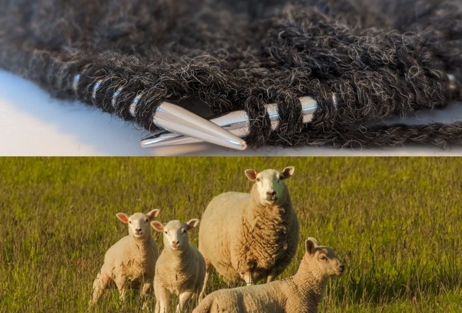 There are two photos stacked on top of each other, one of a fibre craft in progress with metal knitting needles and a dark grey or black material. The other is a photo of an ewe and her three lambs in a field of wild grass.