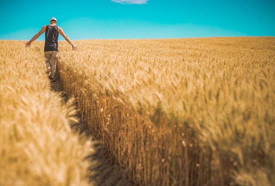 A person walks away from the camera through a fully-grown, ready-for-harvest wheat field, grazing their hands along the tops of the crops.