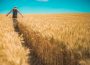 A person walks away from the camera through a fully-grown, ready-for-harvest wheat field, grazing their hands along the tops of the crops.