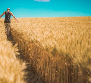 A person walks away from the camera through a fully-grown, ready-for-harvest wheat field, grazing their hands along the tops of the crops.