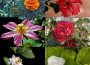 A photo collage with six squares displaying six different flowers.