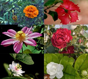 A photo collage with six squares displaying six different flowers.