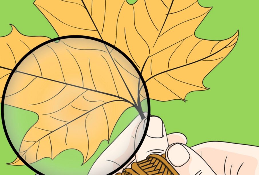A magnifying glass is positioned above two hands with knitted wristbands holding the stem of a maple leaf. A small logo stating “Carillon on the move” is in one corner.
